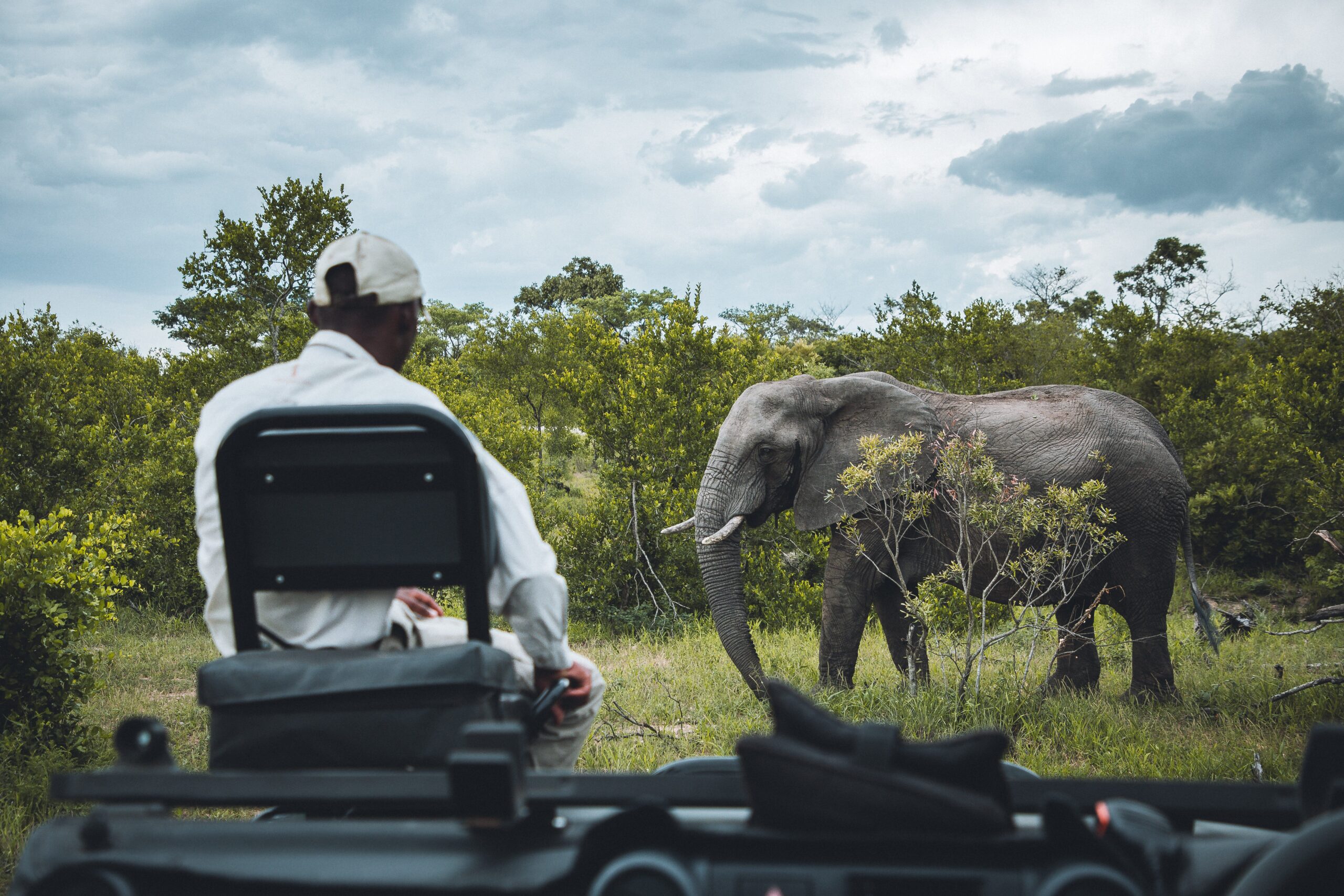 Elephant Wild Life