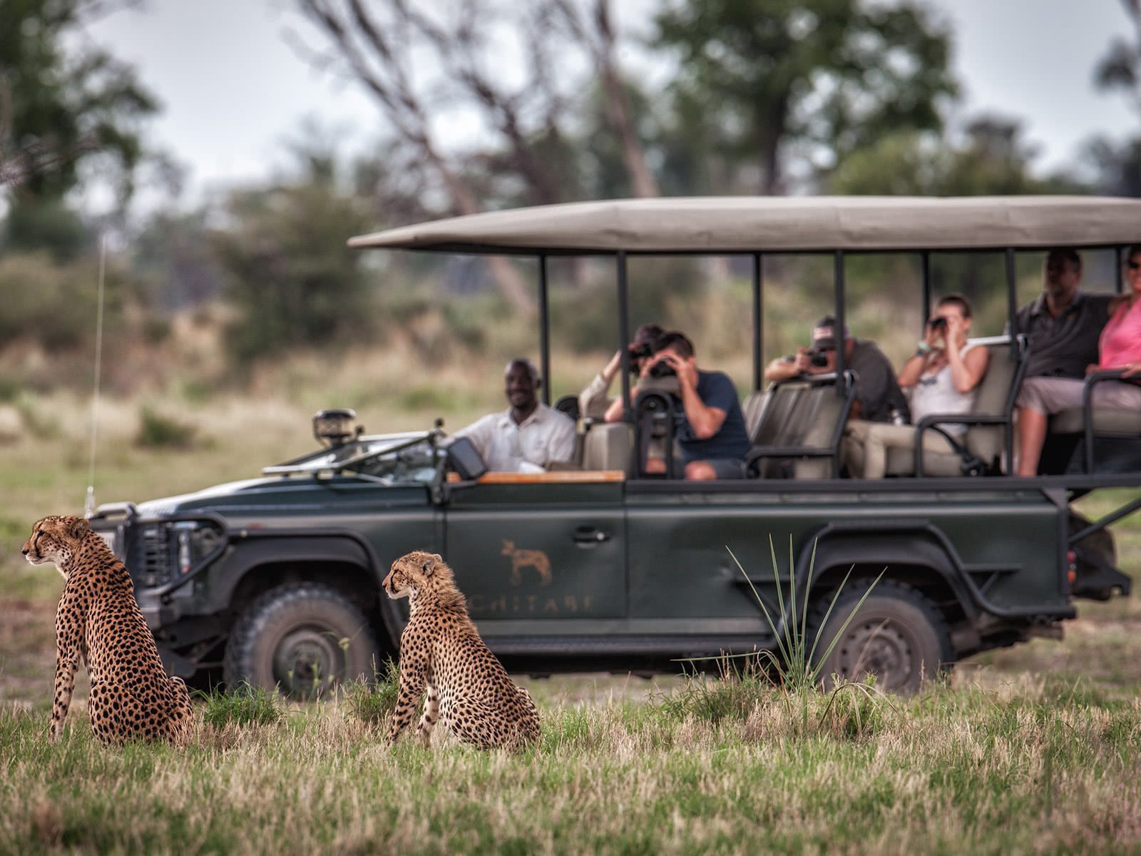 Chitabe_Camp_Cheetah game drive experience