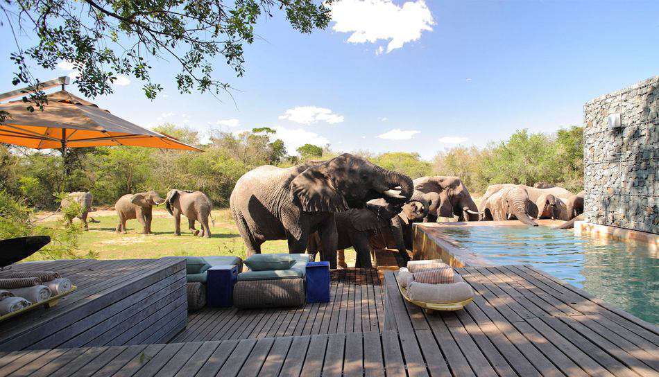 andBeyond phinda-private-game-reserve-homestead - kwazulu natal -south Africa destination