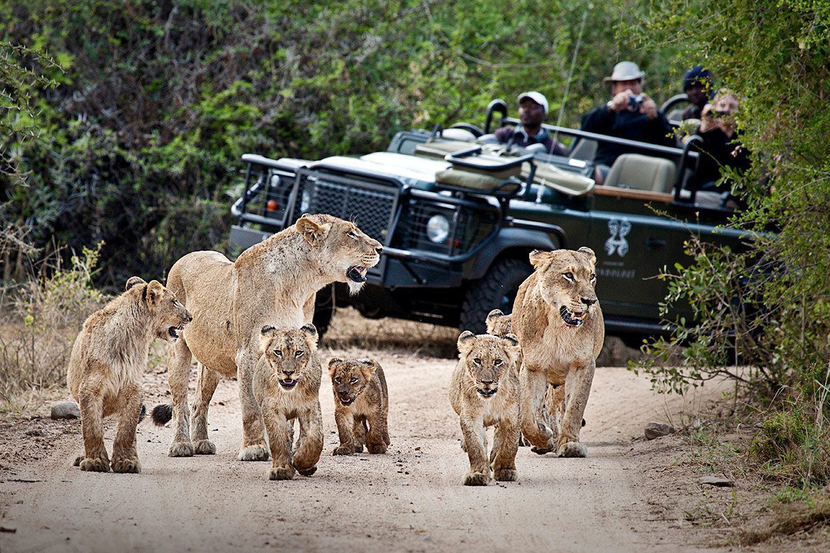 Londolozi game reserve - game drive - pride of lions - sabi sands - kruger - South Africa Destination