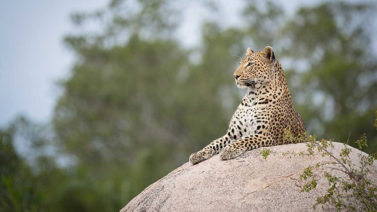 Londolozi-leopards - sabi Sands - kruger - South Africa Destination