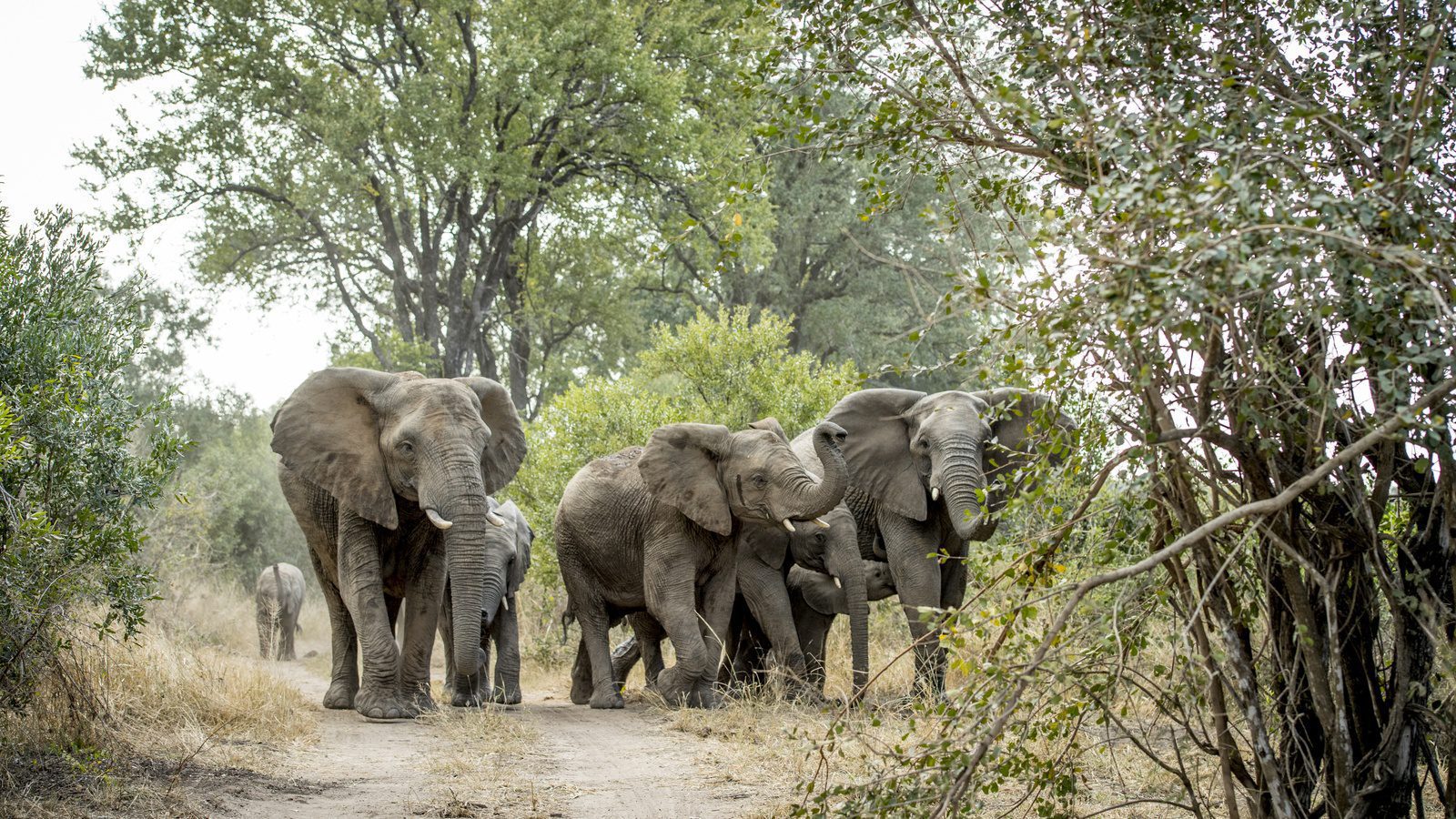 Singita private game reserve - game drive - elephant - Sabi-Sands- kruger national park - South Africa destination