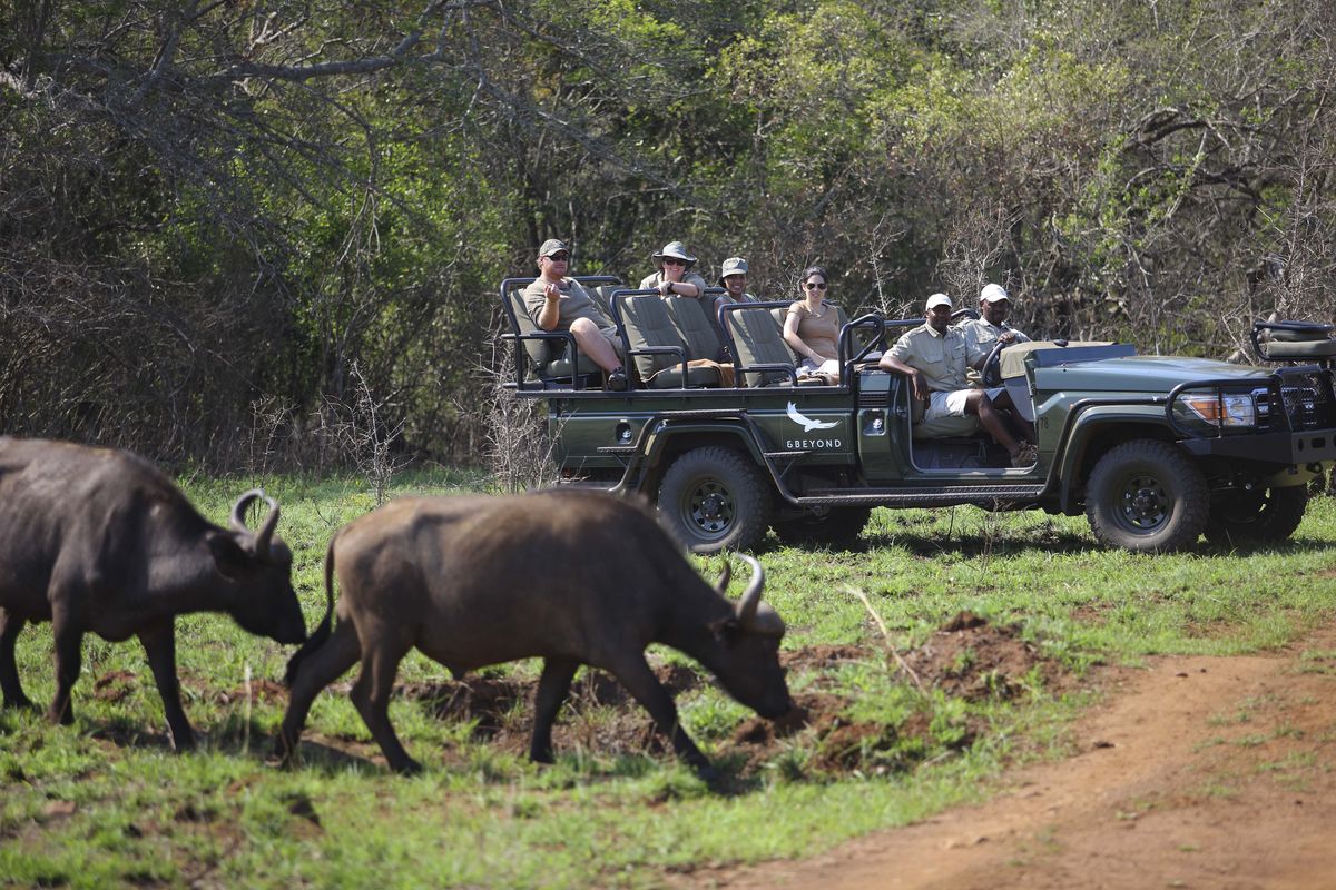 andBeyond-Phinda-game drive - buffalo - phinda game reserve - kwazulu natal