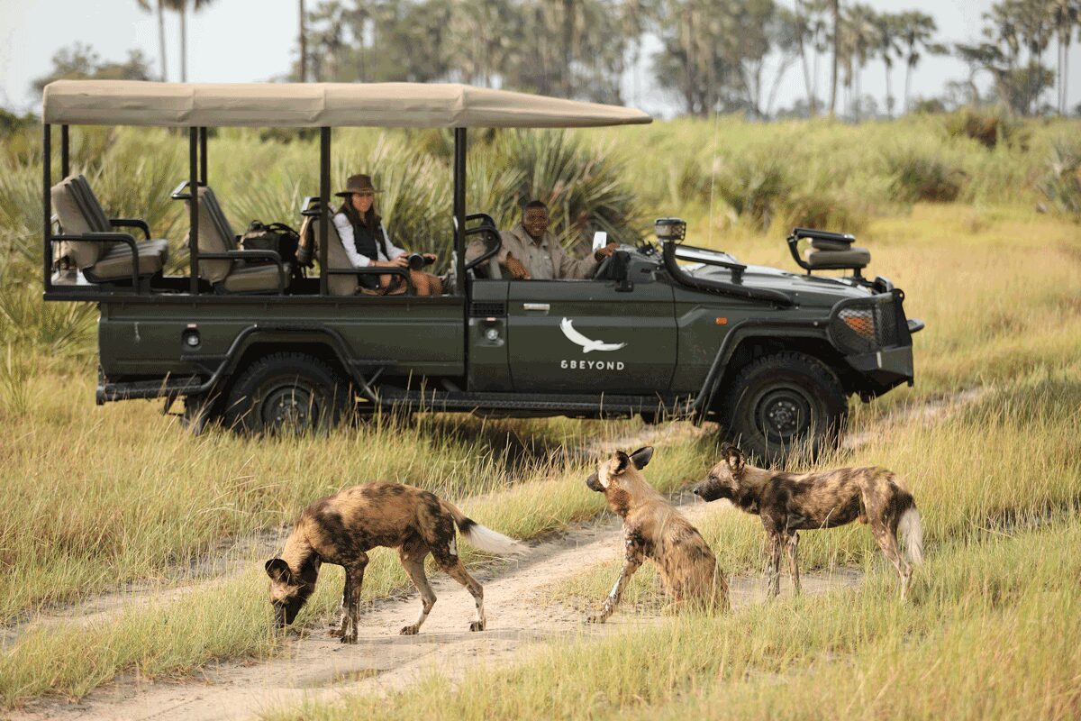 andBeyond sandibe wilddog - game drive Experience - Okavango delta - Botswana destination