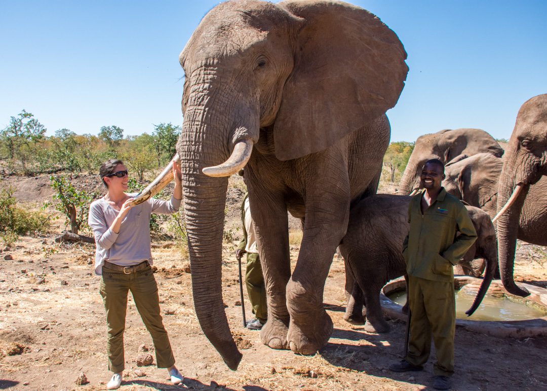 Elephant Camp_ele_walking-safari_Victoria Falls - Zimbabwe Destination