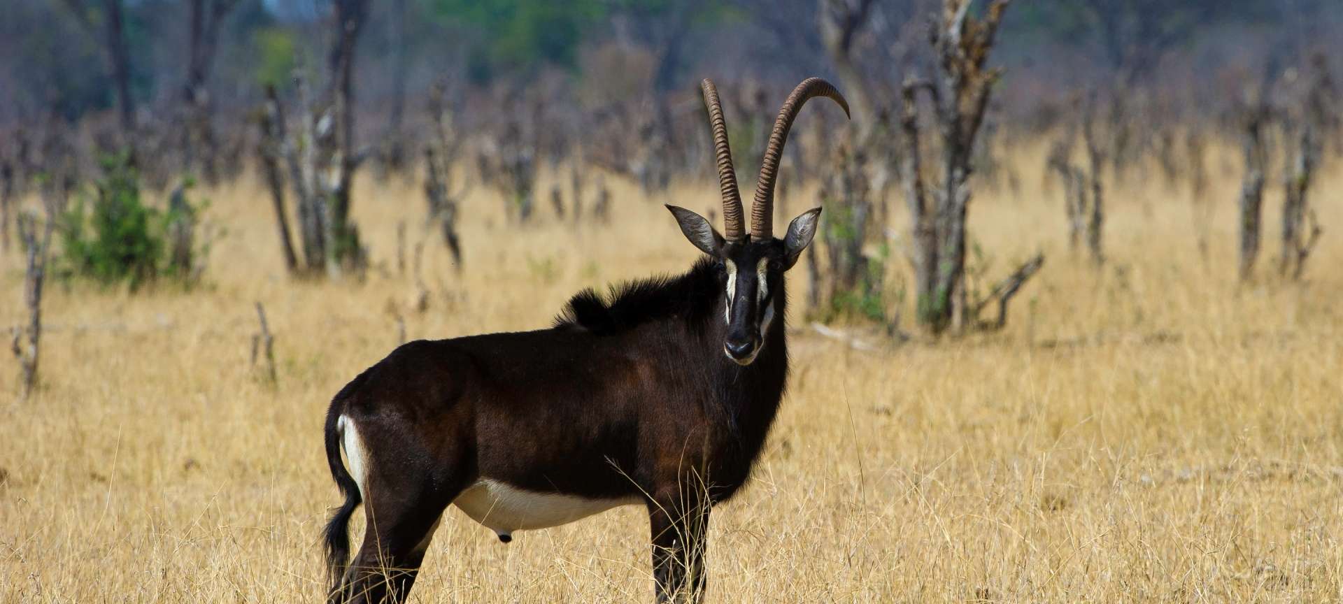 Makalolo Camp_Sable bull_antelope _Hwange National park_Zimbabwe_Destination