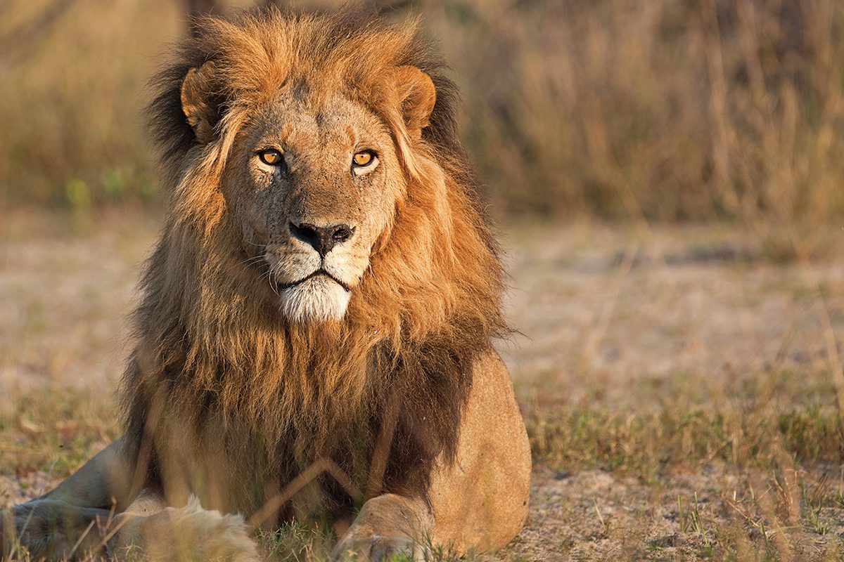 Matetsi Game Lodge_lion_safari_Matetsi Game Reserve - Victoria Falls - Zimbabwe Destination