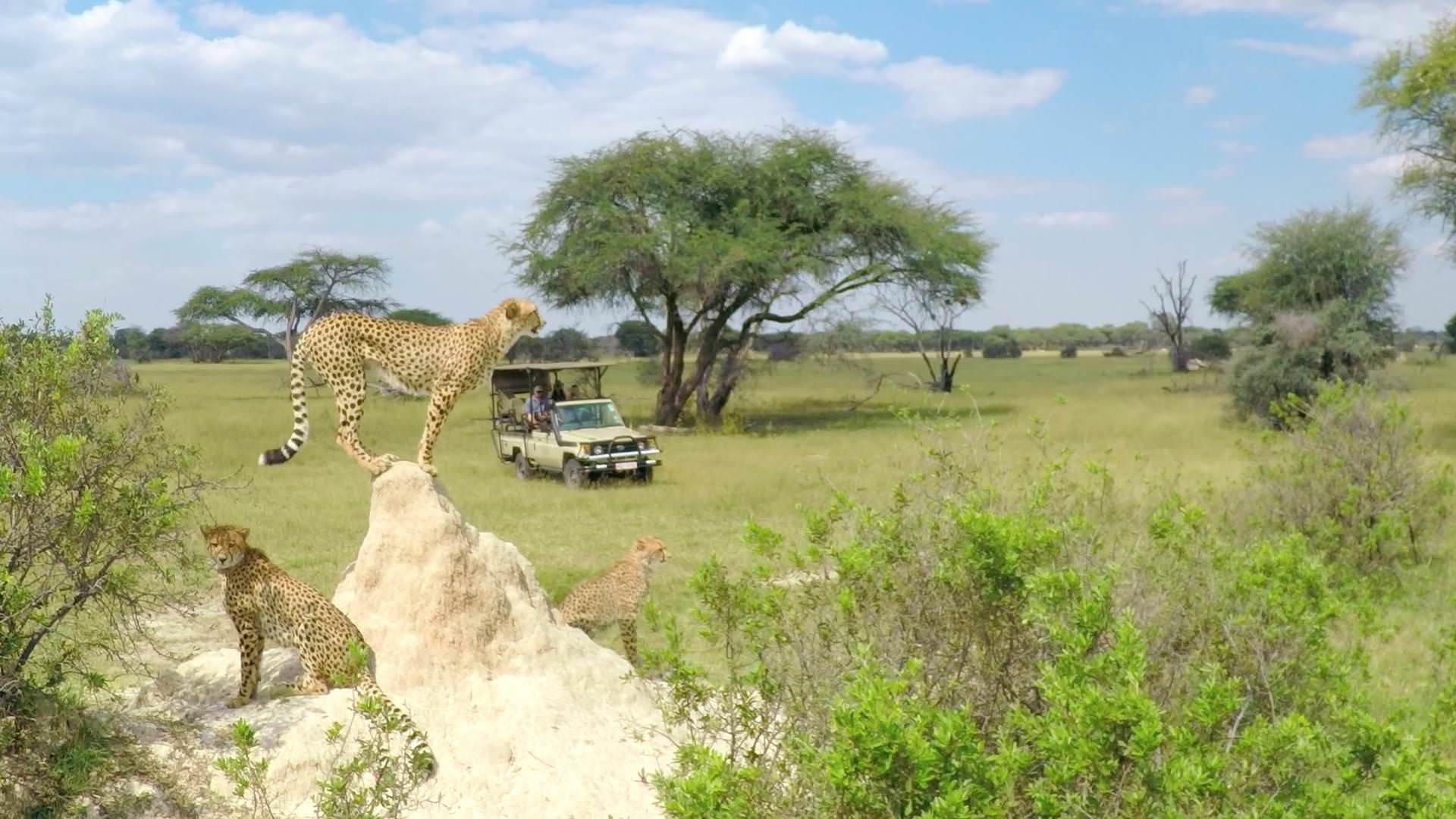 The Hide Camp_ Cheetah_game drive_experience_Hwange National Park_Zimbabwe Destination