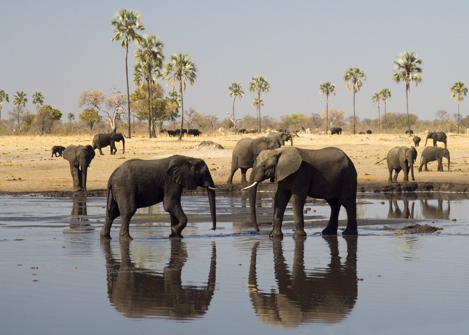 The Hide Camp_ Game drive_elephants_experience_Hwange National Park_Zimbabwe Destination
