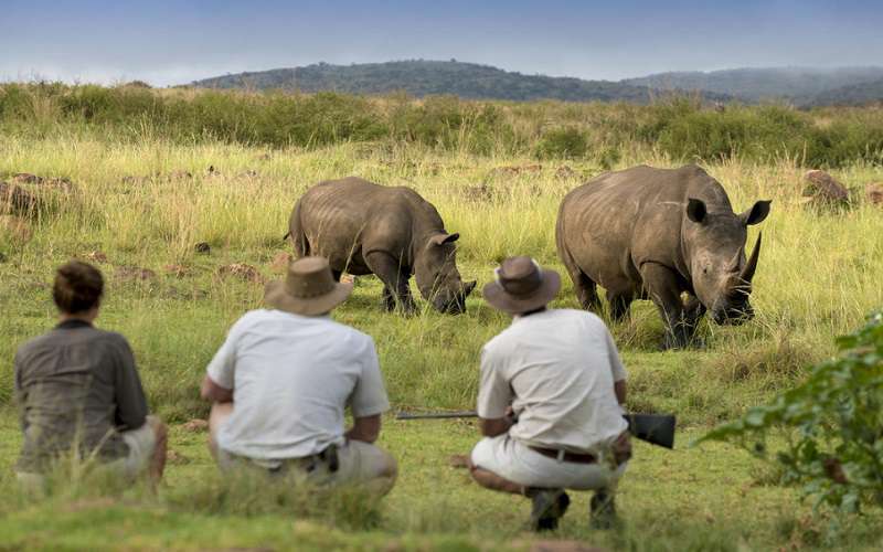 mhondoro-game-lodge-safari - bush - walks - welgevonden - waterberg - south Africa destination