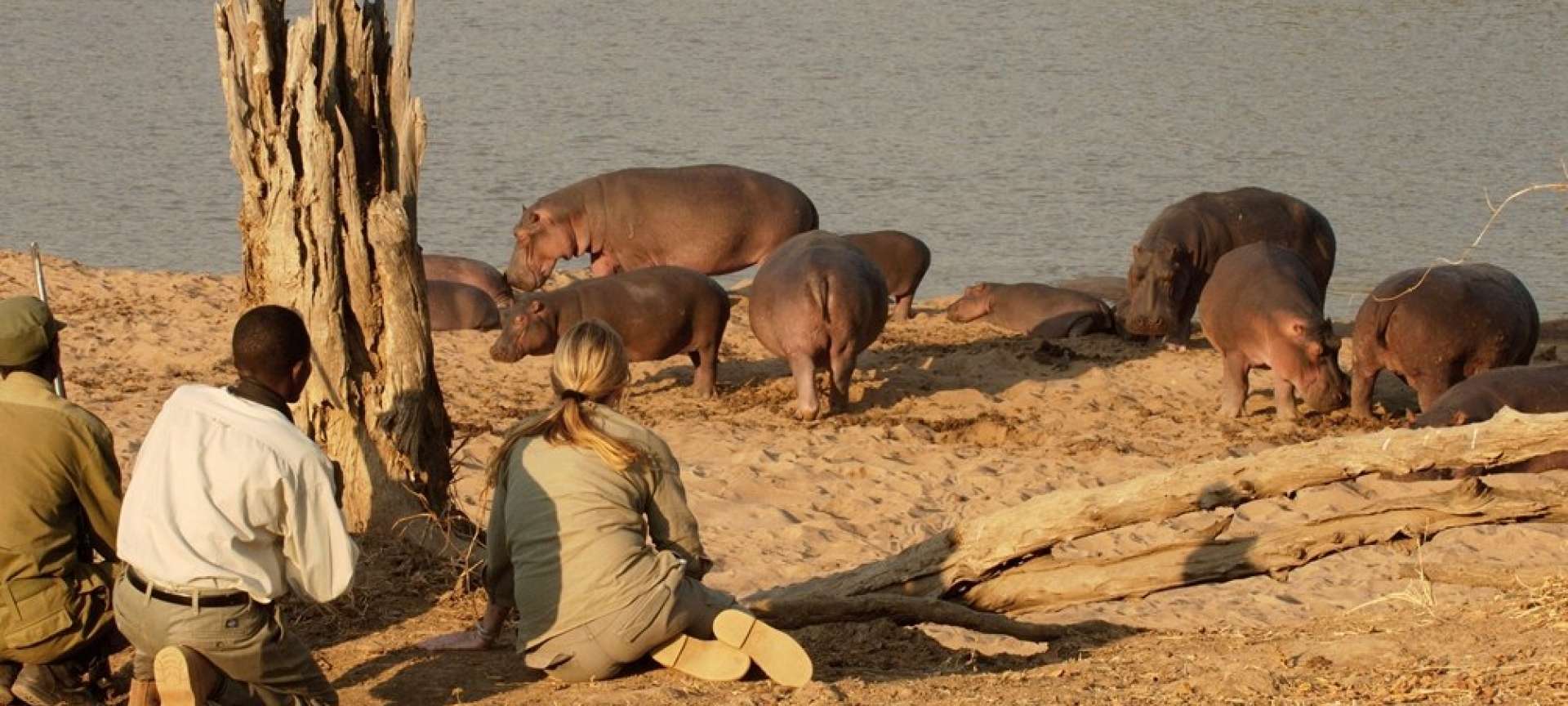 Chinzombo Bush Camp_hippo_safari_walking safari_ experience_ South Luangwa National park_Zambia Destination