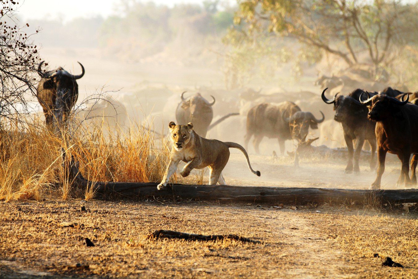 Kakuli Bush Camp_lion_buffalo_game drive_experience_ South Luangwa National Park_Zambia Destination