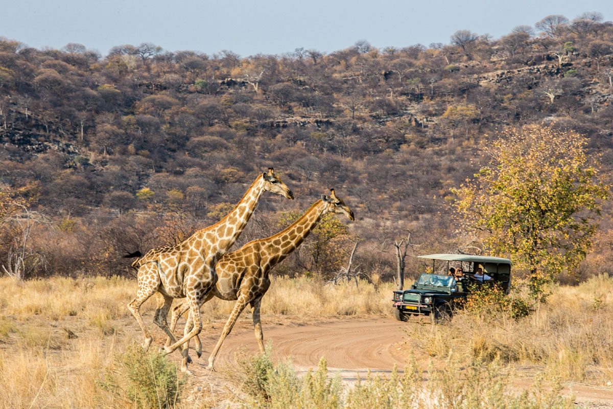 Ongava-Tented Giraffe game drives - Etosha National Parl - Namibia Destination