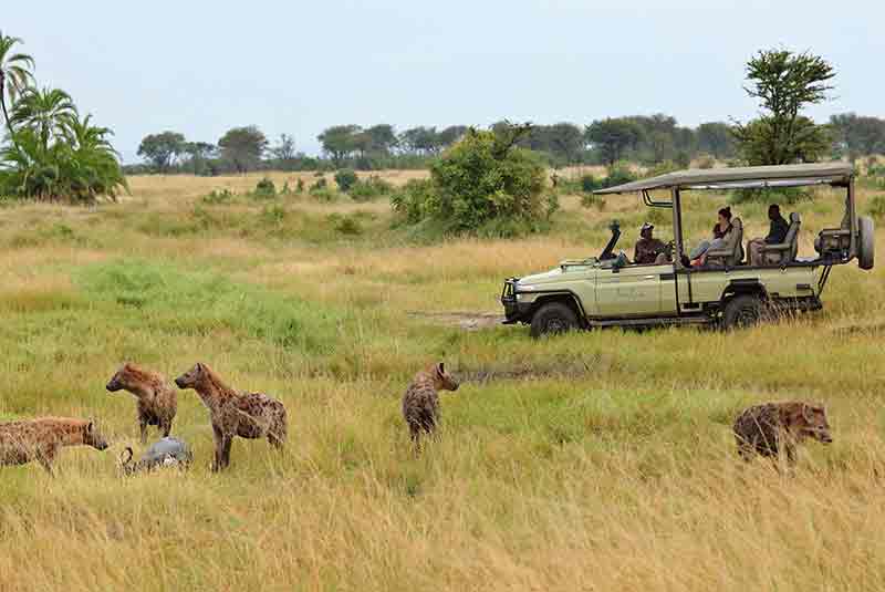 Asilia Sayari camp _ hyena_gamedrive_Masai mara _Kenya Destination