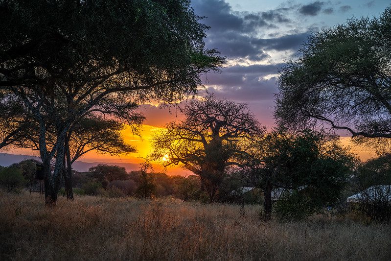 tarangire-safari-sunset