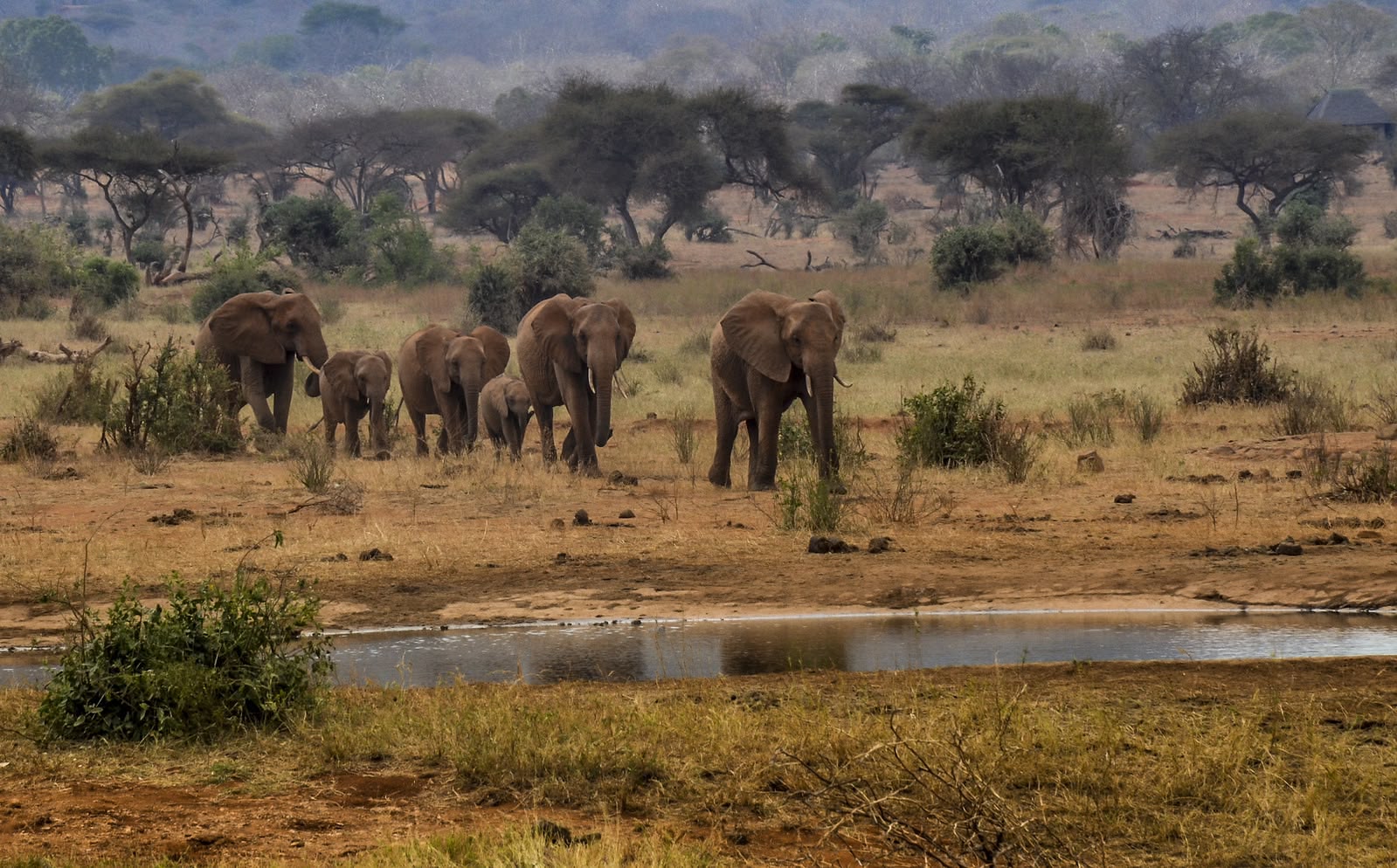 Kenya -Destination_Tsavo_Elephants