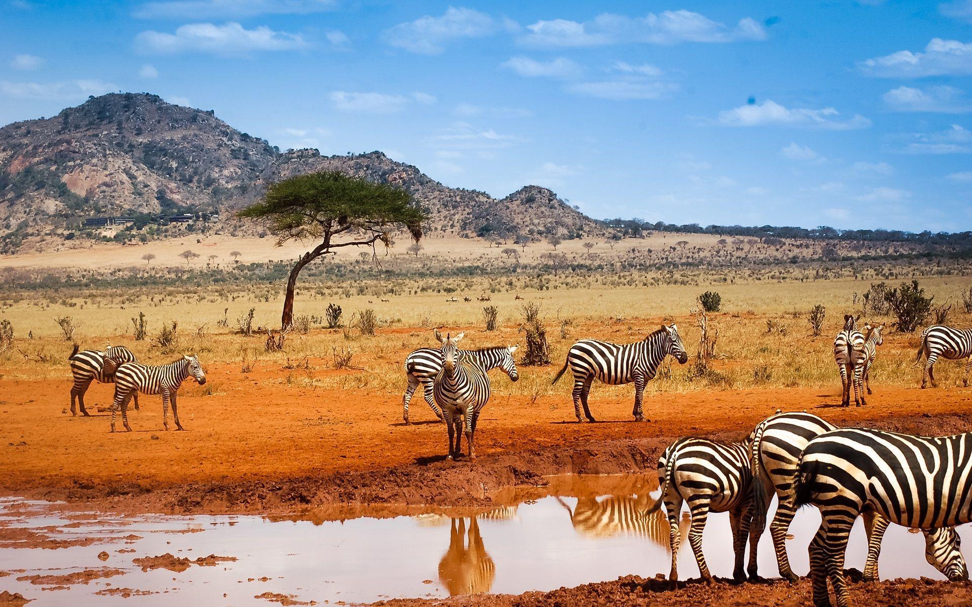 Kenya _Destination_ Zebra_sightings