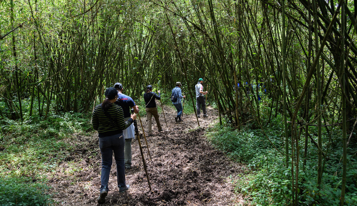 Bisate_volcanoes _ gorilla_treeking_National Park_Rwanda