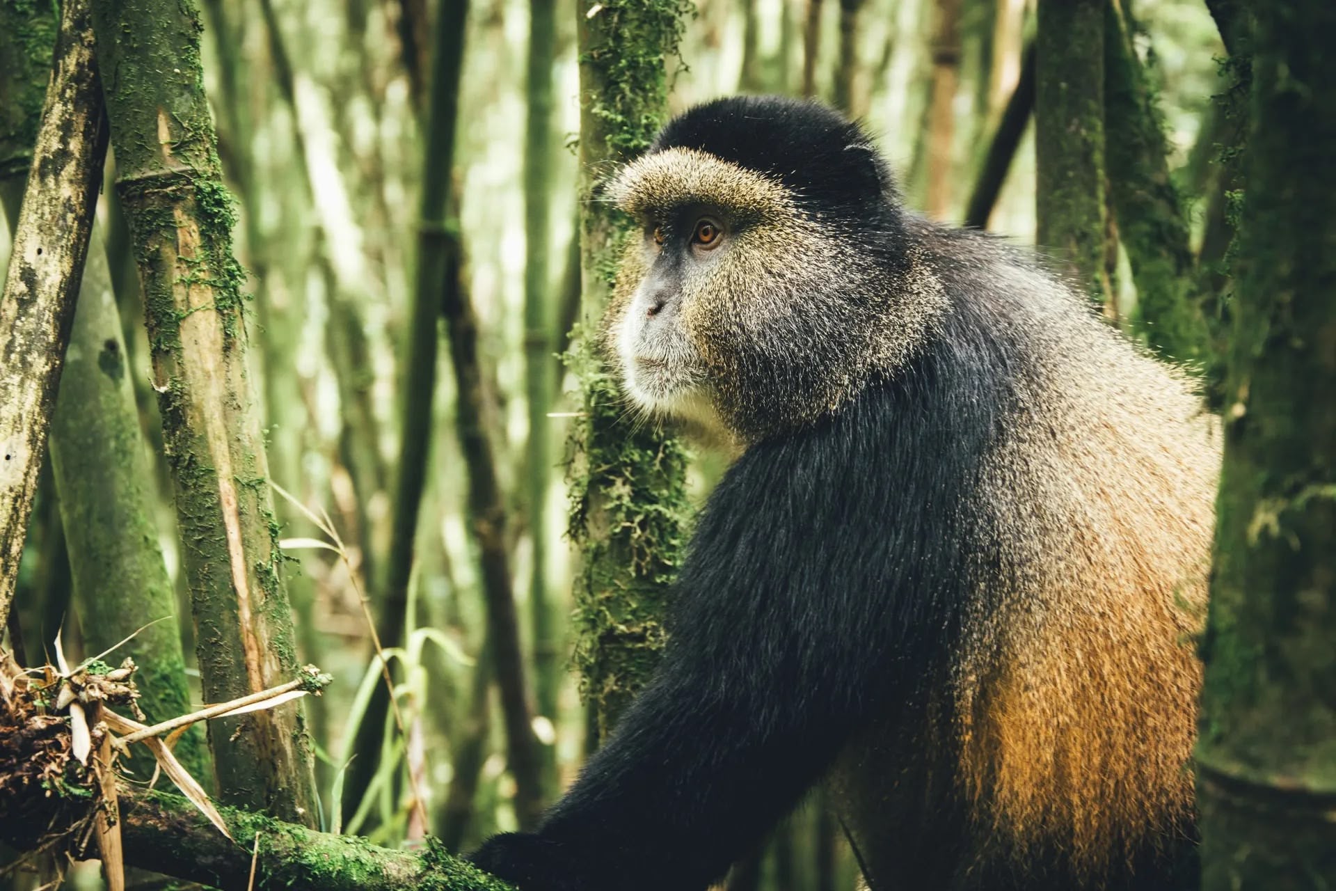 Golden Monkey- Trekking - Volcanoe - Rwanda