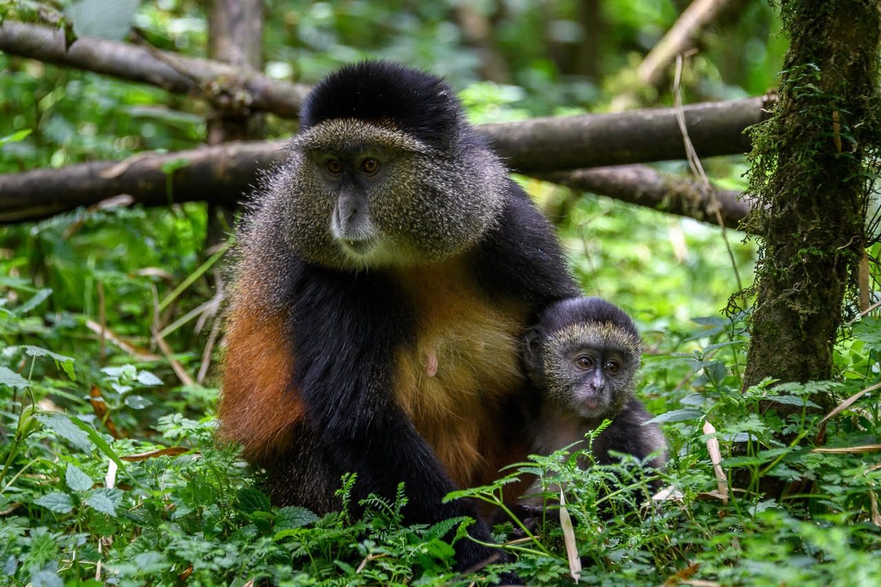 Golden Monkeys_treeking_Volcanoes _National Park_Rwanda