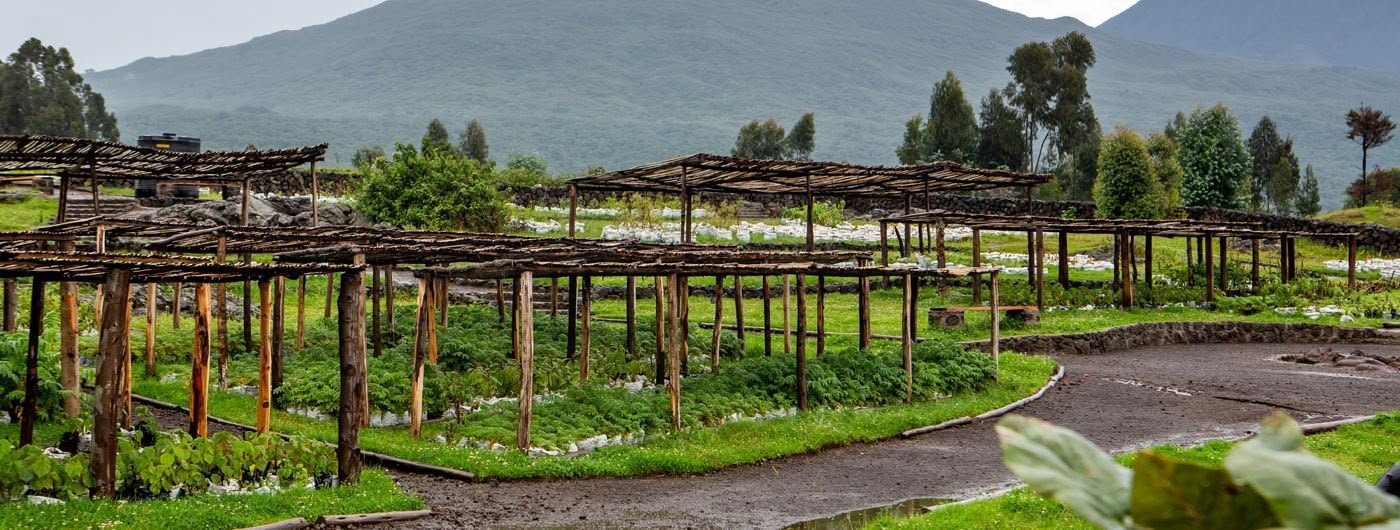 Table site-gardens-kwitonda-lodge-volcanoes-national-park