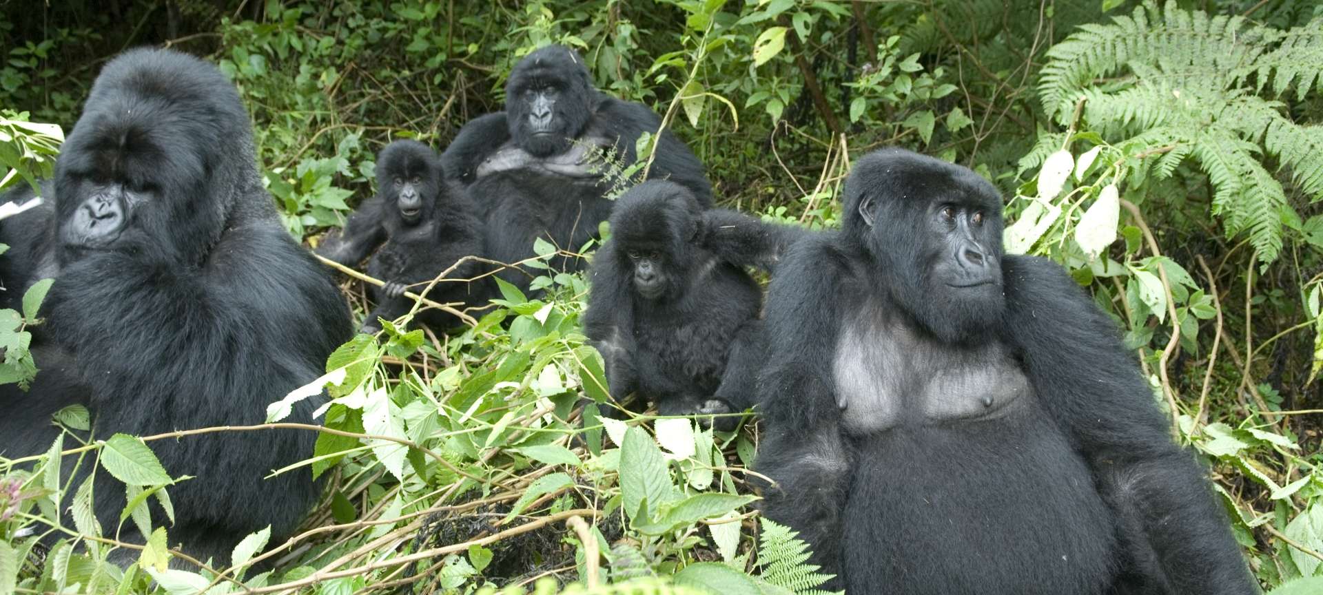 Troops_Gorilla-Trekking_Volcanoes Forest_Rwanda