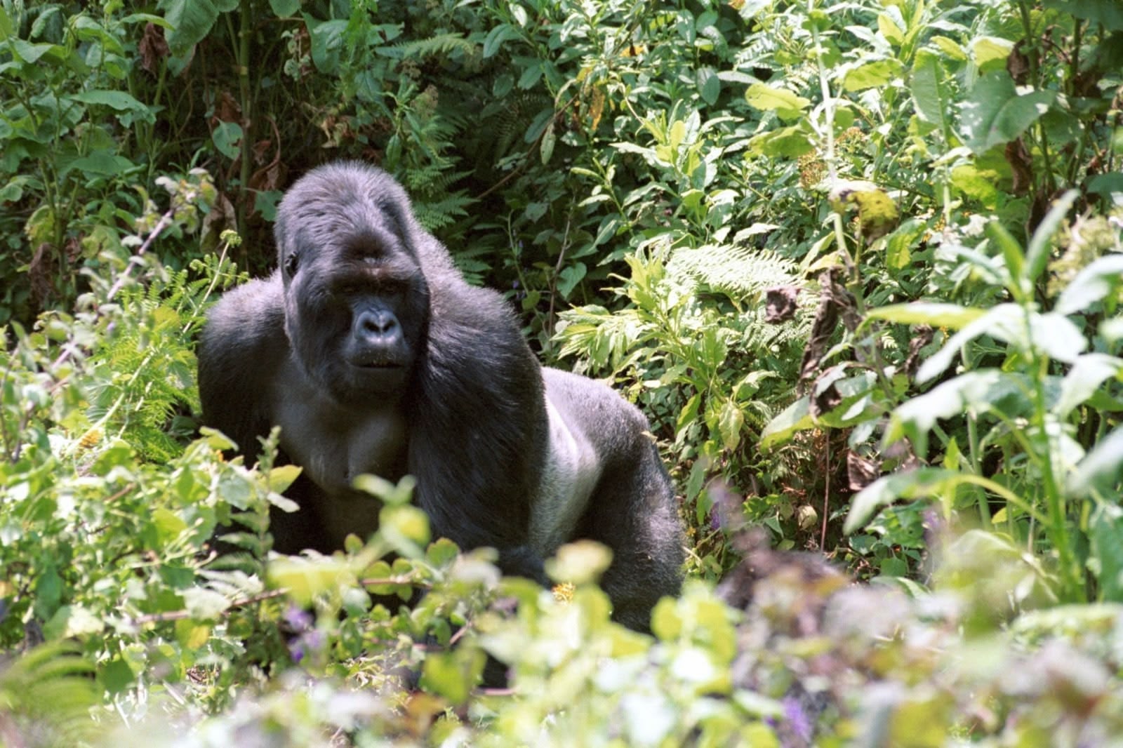 mountain-gorillas-of-rwanda