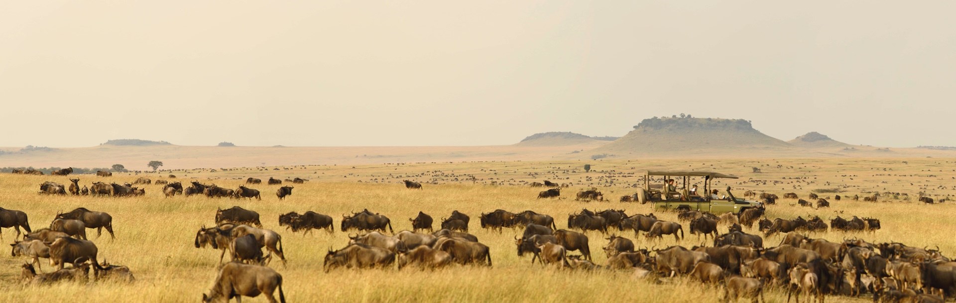Asilia_Kimondo Migration_Camp_gamedrives_wilderbeest migration_Tanzania_Destination