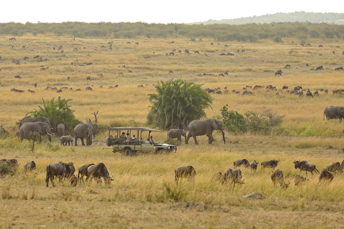Asilia_Kimondo Migration_Camp_gamedrrive_safari_eles_Tanzania_Destination