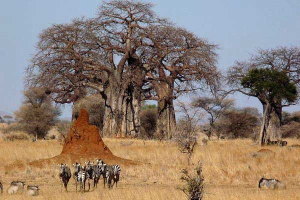 Baobabs-in-Tarangire-National-Park