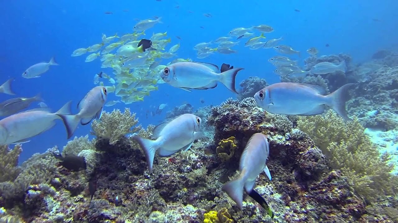 Royal Zanzibar Beach Resort_diving_Nungwi_Zanzibar -Tanzania _ Destination