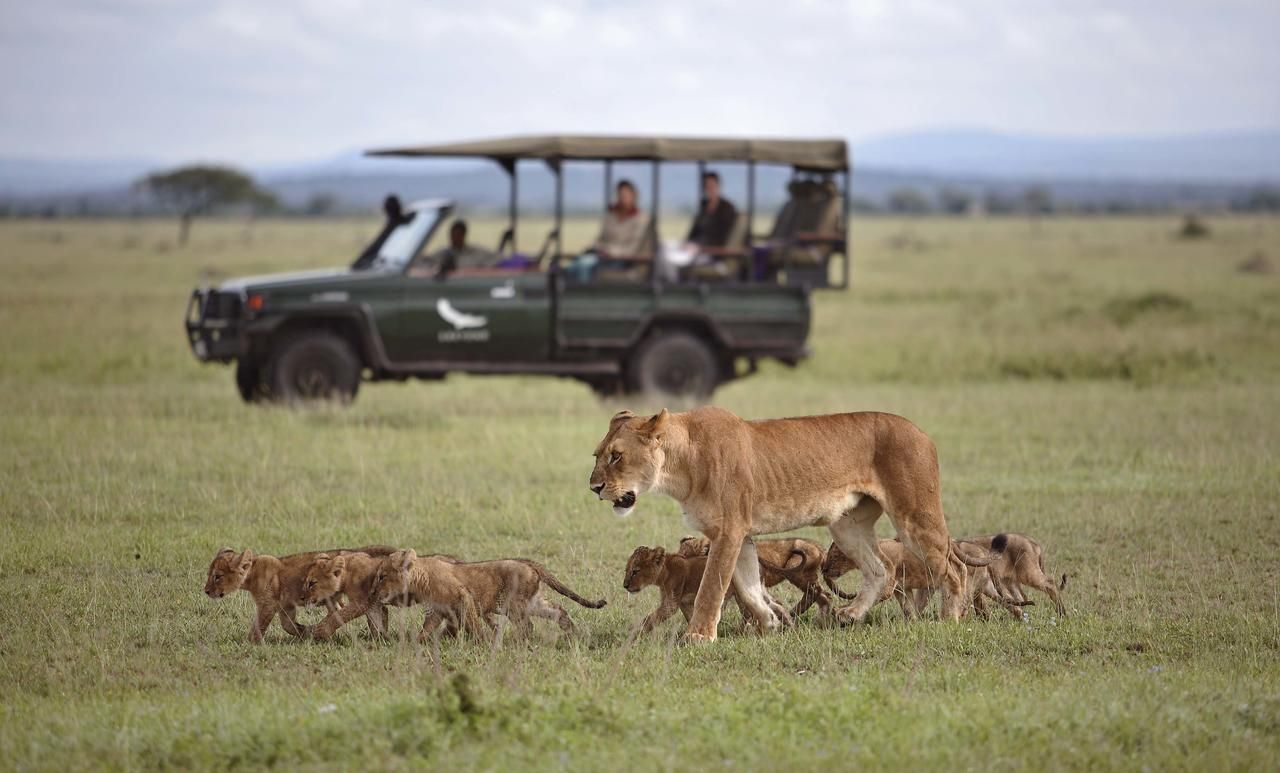 andBeyond Grumeti Tented Camp_pride of lion_game_drive_experience_Serengeti_ Tanzania_Destination-notes
