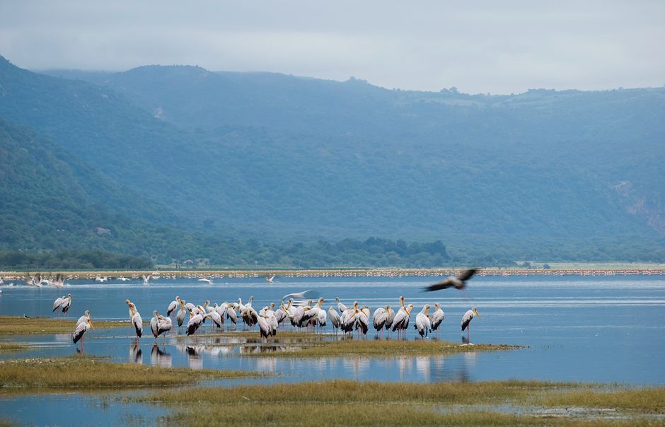 andBeyond Manyara Tree Lodge_birdlife_Lake Manyara National Park _Tanzania_Destination