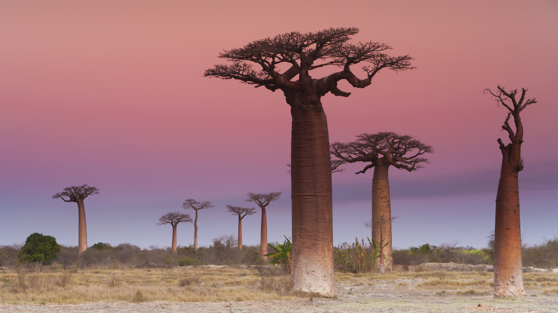 Baobab trees, Madagascar
